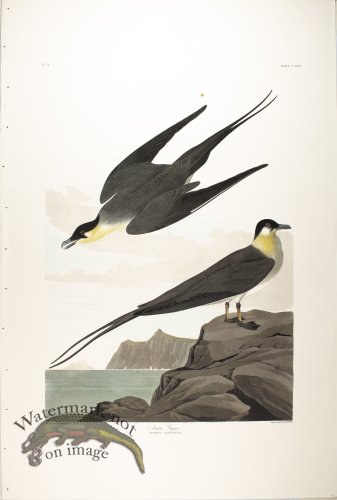 (image for) Artic Jager