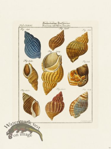 (image for) Martini Shells 064