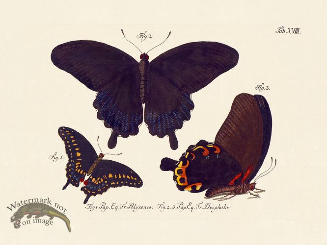 (image for) Jablonsky Butterfly 018