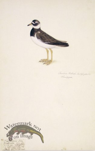 (image for) 188 Swedish Birds . Charadrius Hiaticula, Ringed Plover