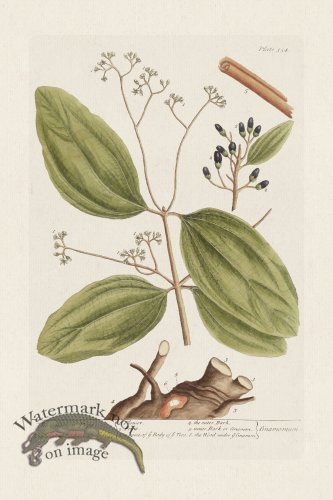 (image for) BEE 354 The Cinamon Tree