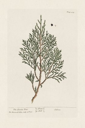 BEE 214 The Savine Tree