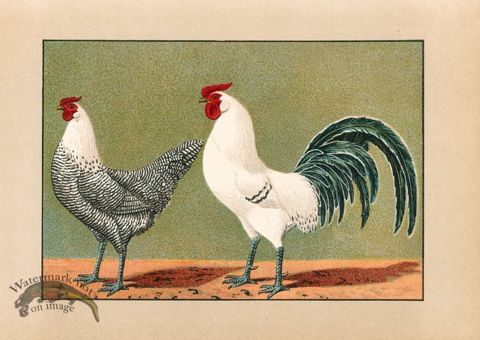 (image for) Chicken 69