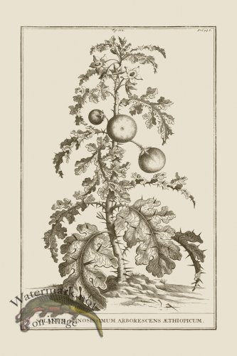 (image for) Abraham Munting 212