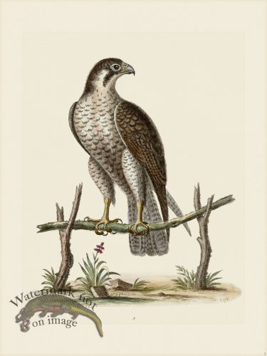 (image for) Edwards 003 Spotted Hawk