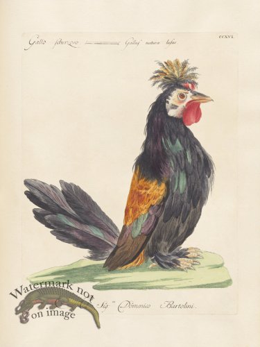 (image for) Manetti 216