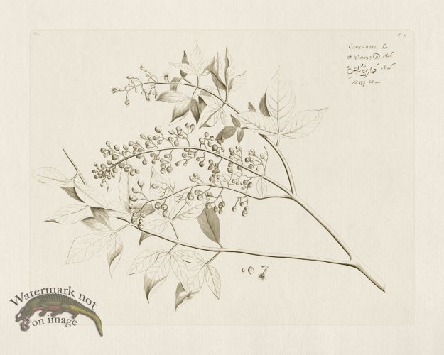 (image for) HORTUS VOL 02 11