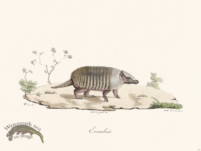 (image for) Cuvier 211 Armadillo