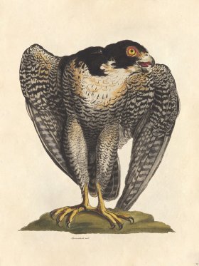 Sparrowhawk Male - Tribute Bd 75 M