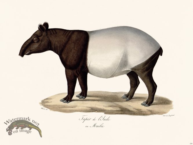 (image for) Cuvier 230 Tapir of India