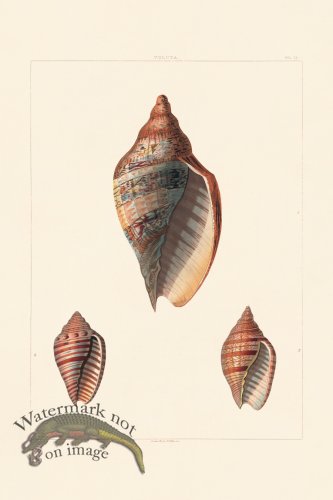 (image for) Perry Shell 18
