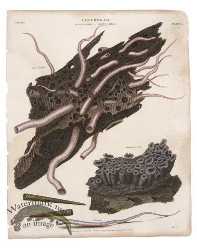 (image for) Conchology 04