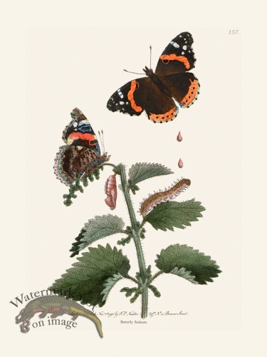 (image for) 157 Butterfly Atalanta