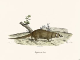 Cuvier 216 Mongoose of Java