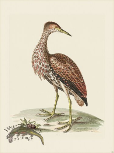 (image for) Edwards 136 Bittern