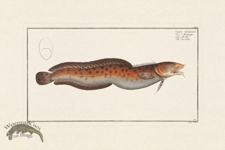 (image for) BLOCH FISH 165