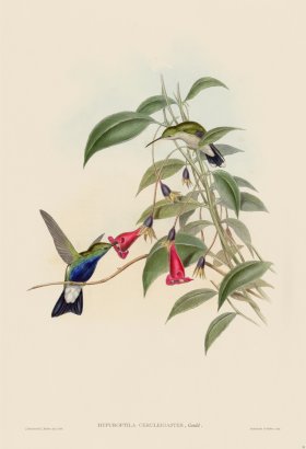 Gould Hummingbird 091