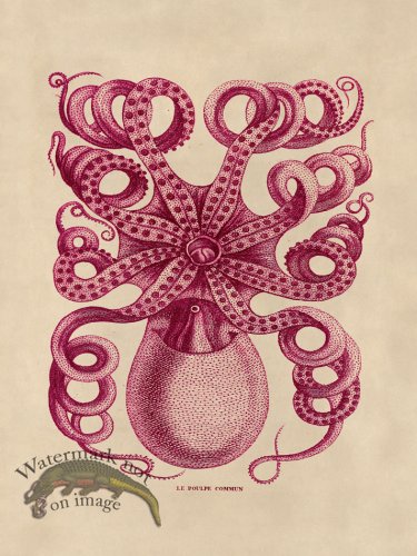 (image for) Octopus Pink 32