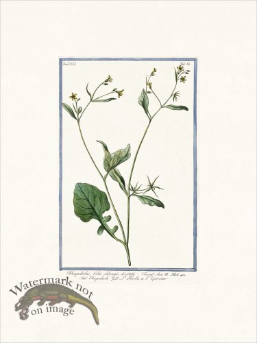 (image for) Bonelli V8 011