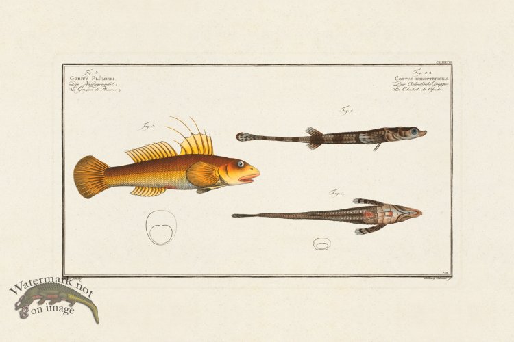 (image for) BLOCH FISH 178