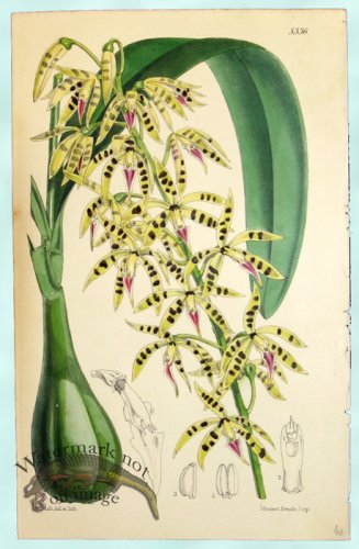 (image for) Curtis Orchids 19
