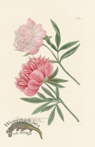 (image for) Weinmann PL 779