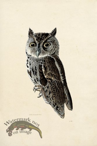 KO 12 Little Screech Owl