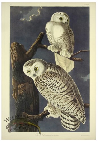 (image for) Snowy Owl L.E.