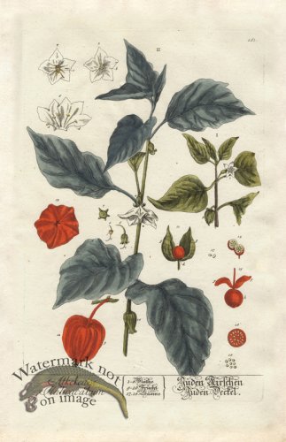 (image for) Blackwell GE 161