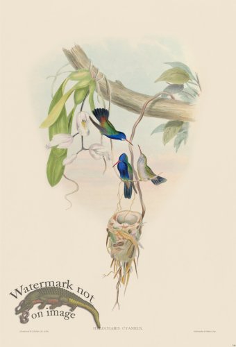 (image for) Gould Hummingbird 344