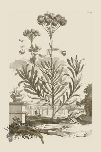 (image for) Abraham Munting 172