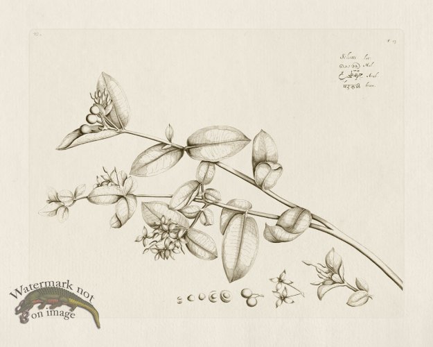 (image for) HORTUS VOL 02 13