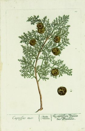 Blackwell German 245