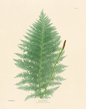 Bradbury Fern 09