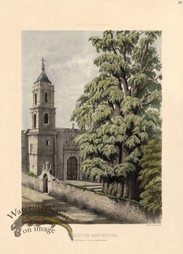 (image for) Montezuma Cypress