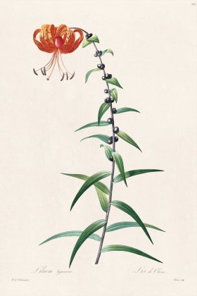 Les Liliacees Redoute 395