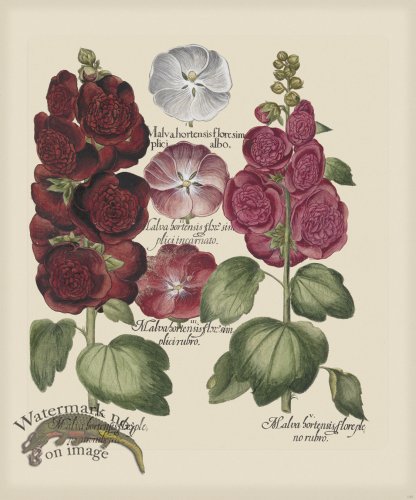 (image for) Besler 223 Colored B2