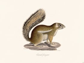 Cuvier 267 Fosseyeur Squirrel