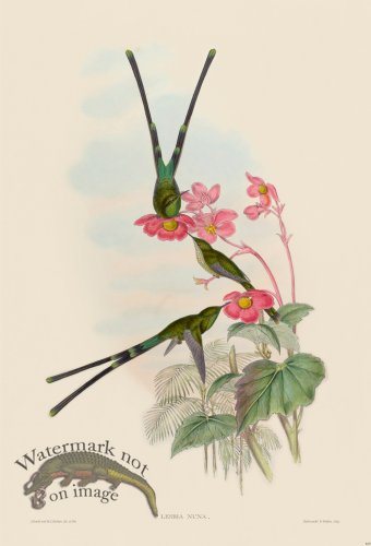 (image for) Gould Hummingbird 169