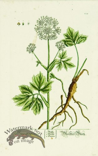 (image for) Blackwell German 057