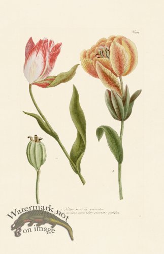 (image for) Weinmann Pl 993