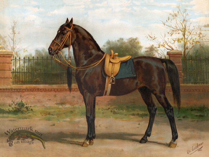 (image for) Wojko Queens Horse by Eerelman