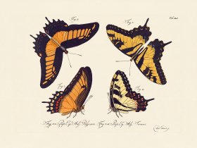 Jablonsky Butterfly 041