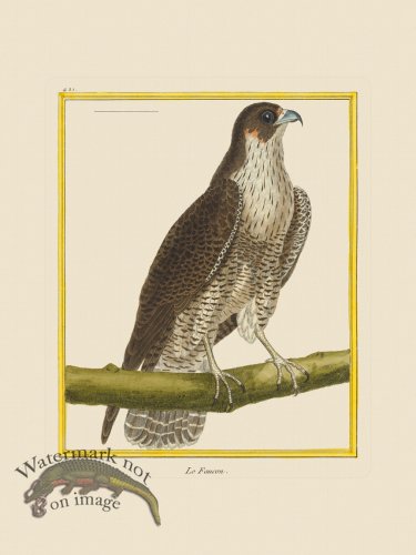 (image for) Martinet Bird 421