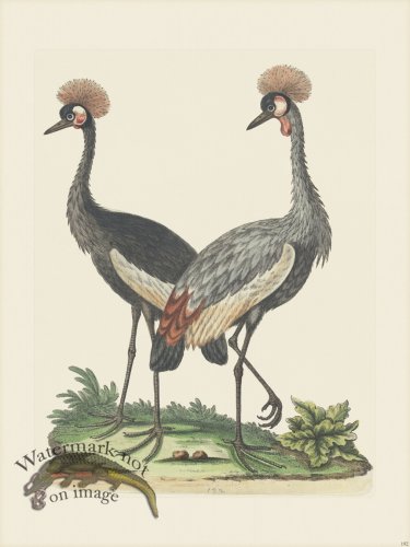 (image for) Edwards 192 Crowned African Crane