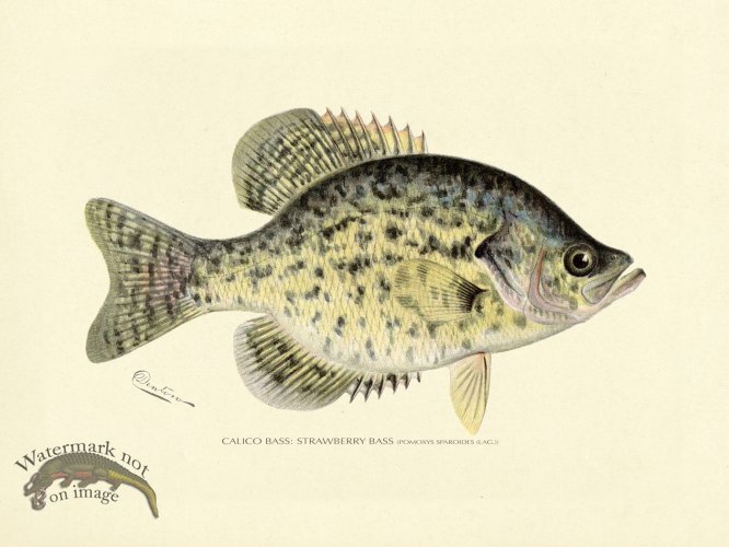 (image for) Bass_Calico or Strawberry