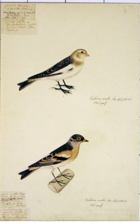 92 Swedish Birds . Emberiza Nivalis, Snow Bunting,