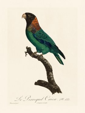 Barraband Parrot 133