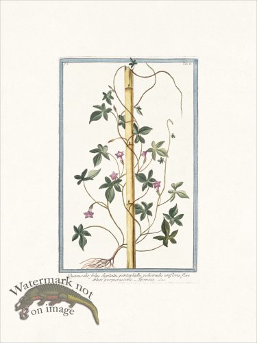 (image for) Bonelli 087 Ipomoea