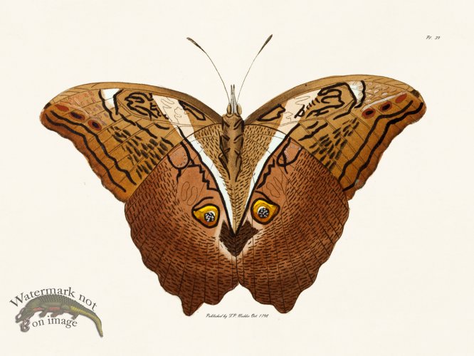 (image for) Nodder BF 39